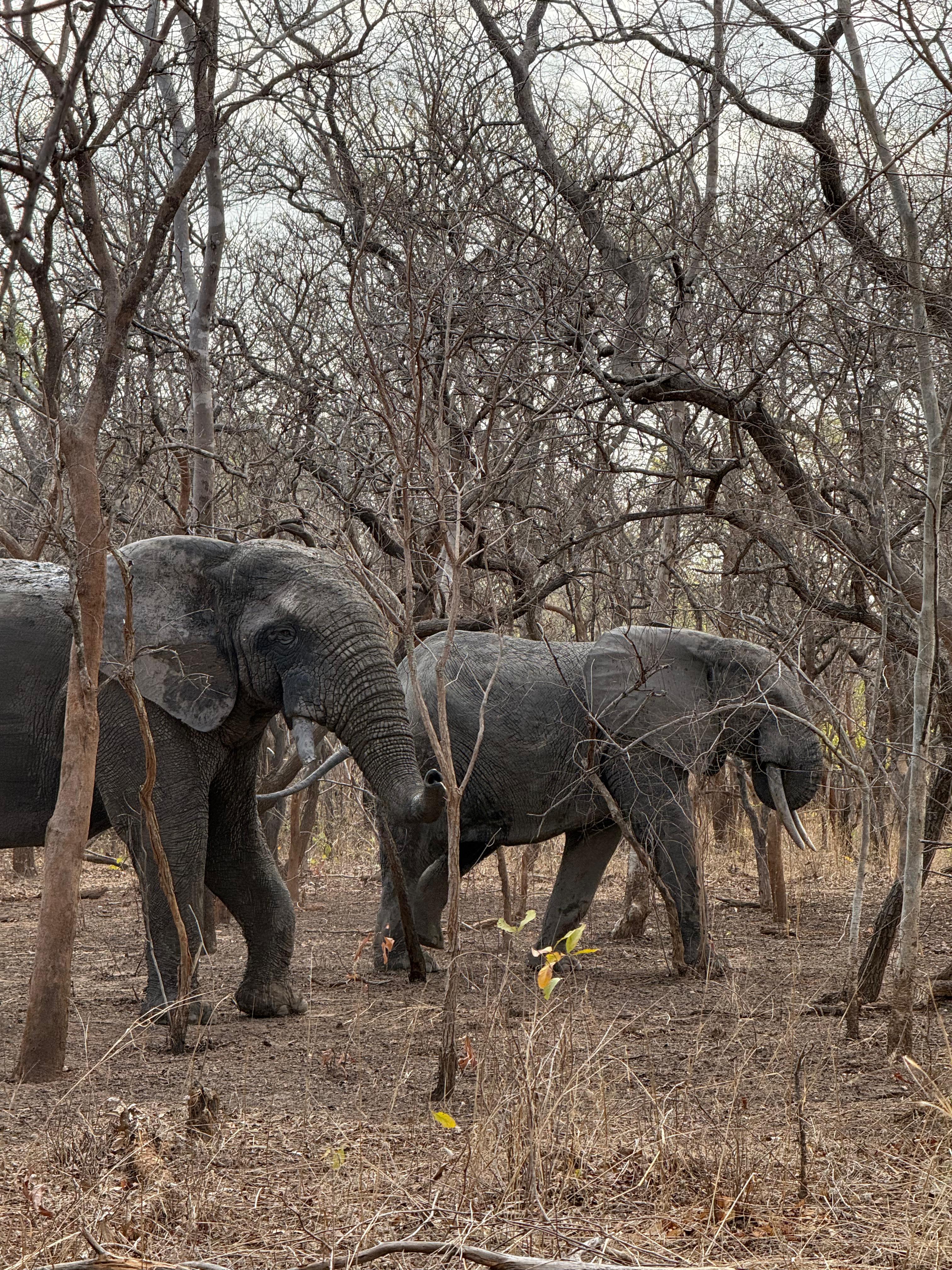 West Africa Road Trips